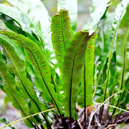 Close-up of a green fern plant with detailed texture