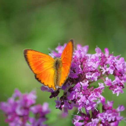 1000 Lemon Thyme - Thymus Pulegioides Seeds - Seed World