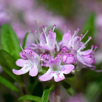 1000 Lemon Thyme - Thymus Pulegioides Seeds - Seed World