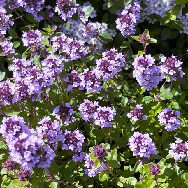 1000 Lemon Thyme - Thymus Pulegioides Seeds - Seed World