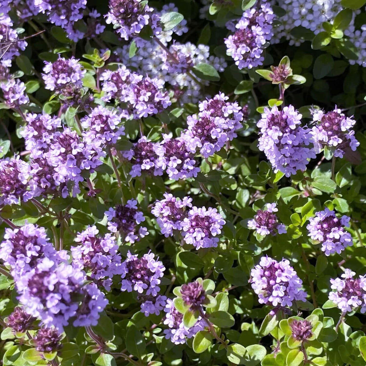 1000 Lemon Thyme - Thymus Pulegioides Seeds - Seed World