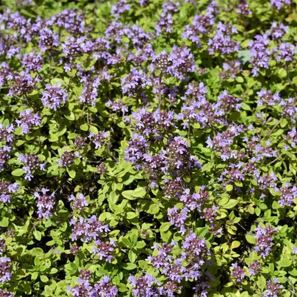 1000 Lemon Thyme - Thymus Pulegioides Seeds - Seed World
