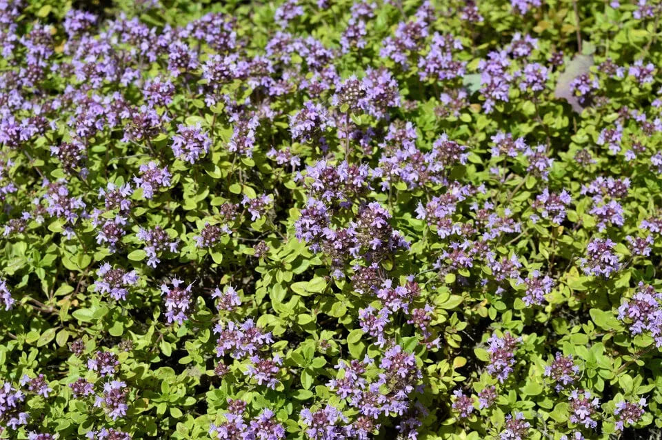 1000 Lemon Thyme - Thymus Pulegioides Seeds - Seed World
