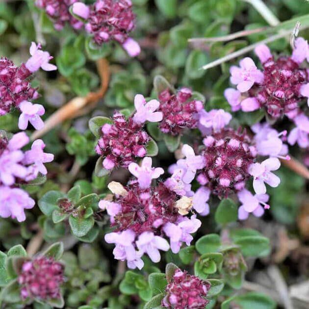 1000 Lemon Thyme - Thymus Pulegioides Seeds - Seed World