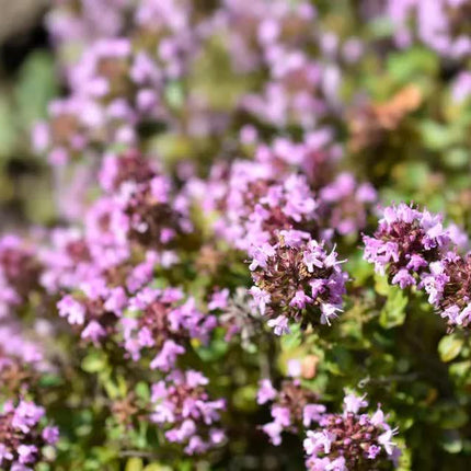 1000 Lemon Thyme - Thymus Pulegioides Seeds - Seed World