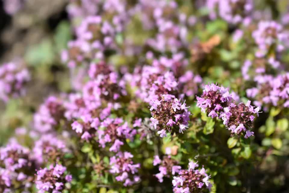 1000 Lemon Thyme - Thymus Pulegioides Seeds - Seed World