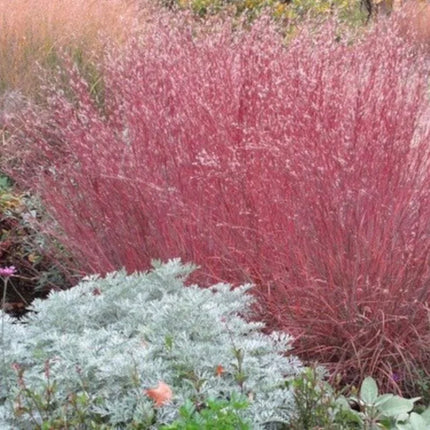 1000 Little Blue Stem Grass Seeds - Seed World