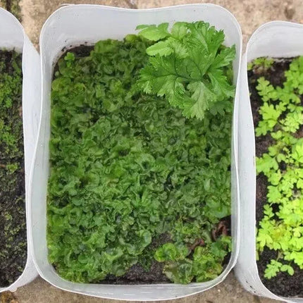 1000 Northern Maidenhair Fern Spores – Adiantum Pedatum Seeds - Seed World