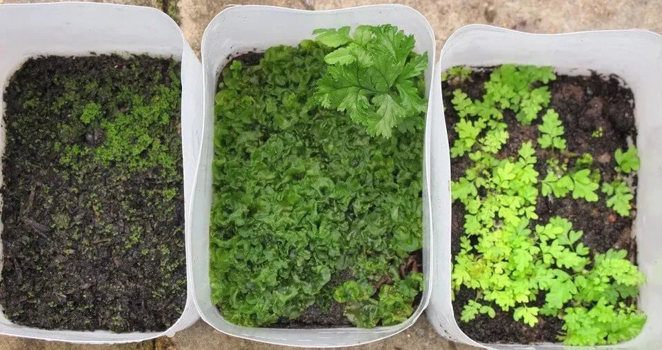 1000 Northern Maidenhair Fern Spores – Adiantum Pedatum Seeds - Seed World