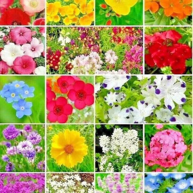 1000 Partial Shade Wildflower Mix Seeds - Seed World