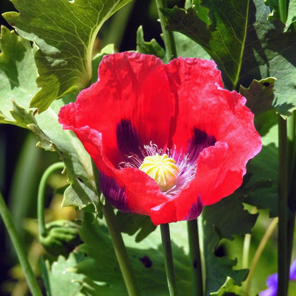 1000 Pepperbox Poppy Seeds - Seed World
