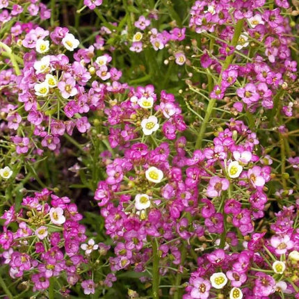 1000 Pink Dwarf Sweet Alyssum Seeds - Seed World