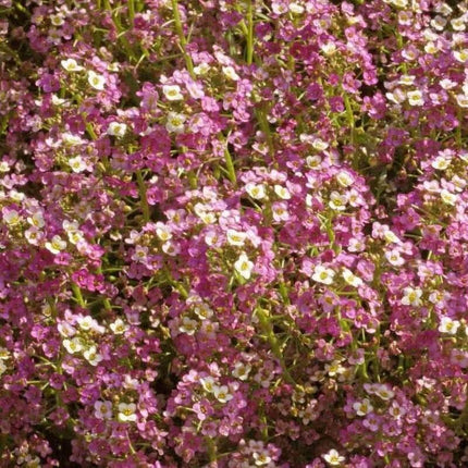 1000 Pink Dwarf Sweet Alyssum Seeds - Seed World