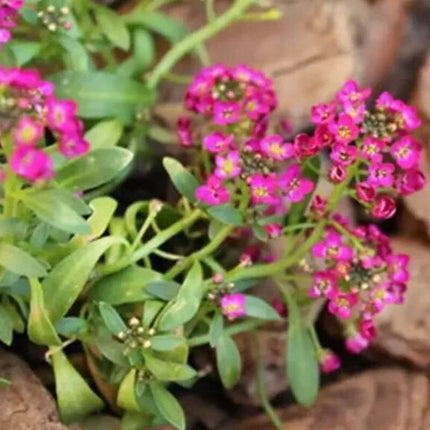 1000 Pink Dwarf Sweet Alyssum Seeds - Seed World