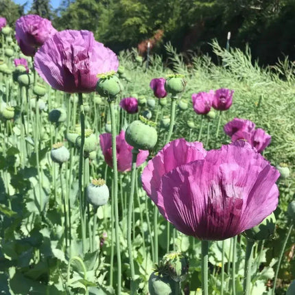 1000 Poppy Seeds - Hungarian Breadseed - Seed World