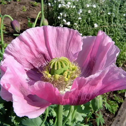 1000 Poppy Seeds - Hungarian Breadseed - Seed World