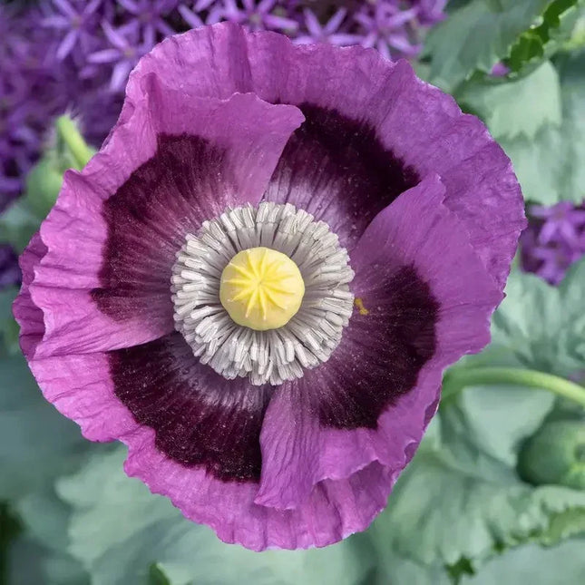 1000 Poppy Seeds - Hungarian Breadseed - Seed World