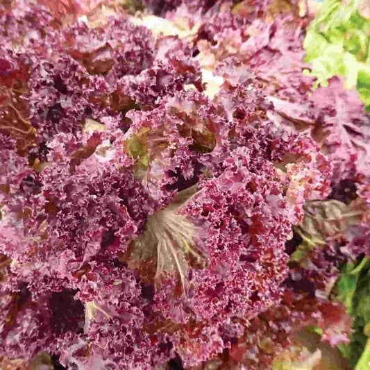 1000 Red Salad Bowl Lettuce Seeds - Seed World