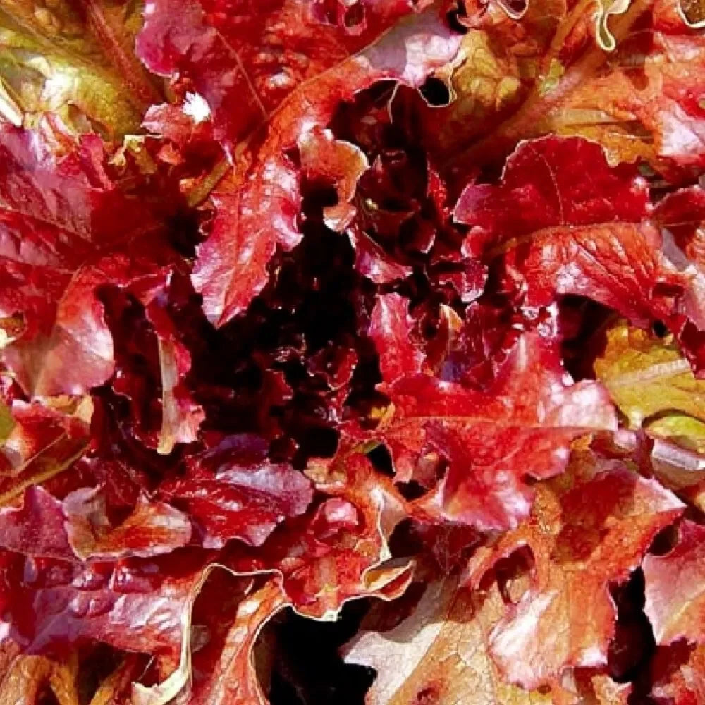 1000 Red Salad Bowl Lettuce Seeds - Seed World