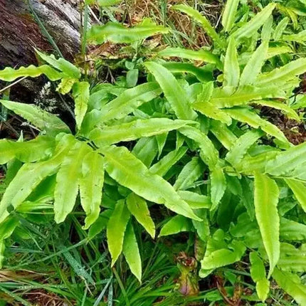 Close-up of a green fern plant in a natural setting