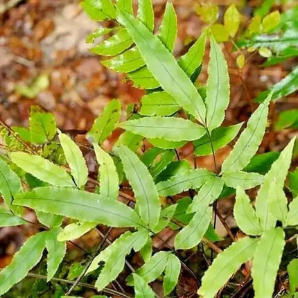 Close-up of green fern leaves with a blurred natural background