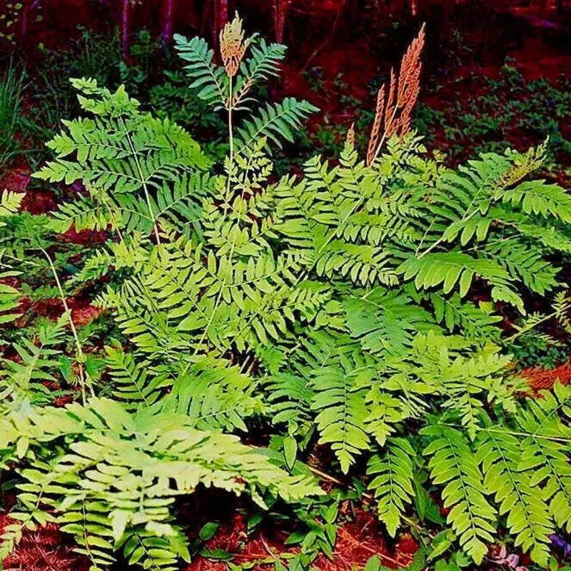 1000 Royal Fern Spores - Osmunda Regalis Seeds - Seed World