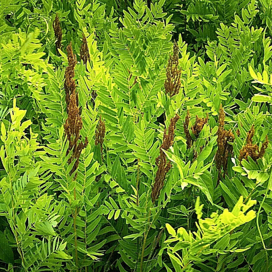 Close-up of a fern plant with green leaves and brown spore cases.