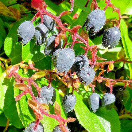 1000 Salal Seeds – Gaultheria shallon - Seed World
