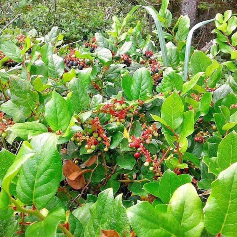 1000 Salal Seeds – Gaultheria shallon - Seed World
