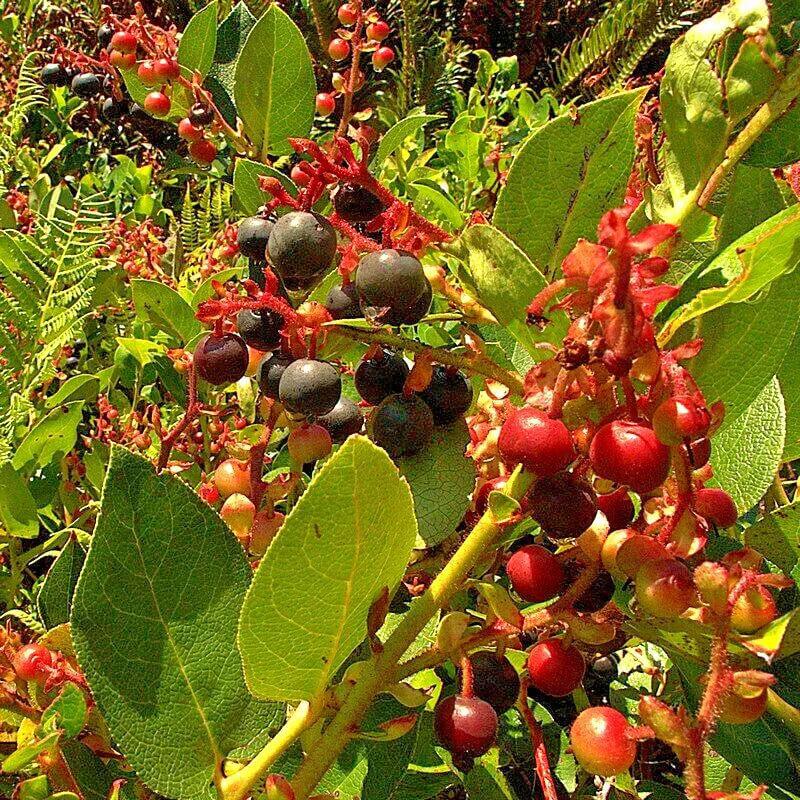 1000 Salal Seeds – Gaultheria shallon - Seed World