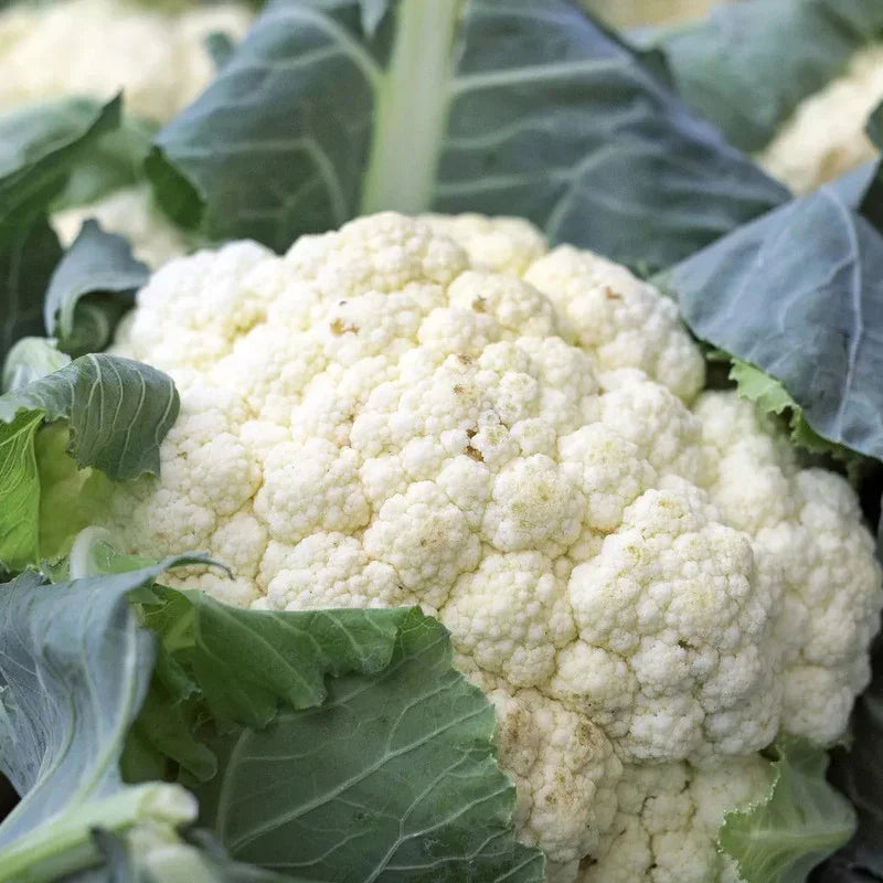 1000 Snowball Cauliflower Seeds - Seed World