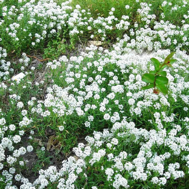 1000 Sweet Alyssum White Flower Seeds - Seed World