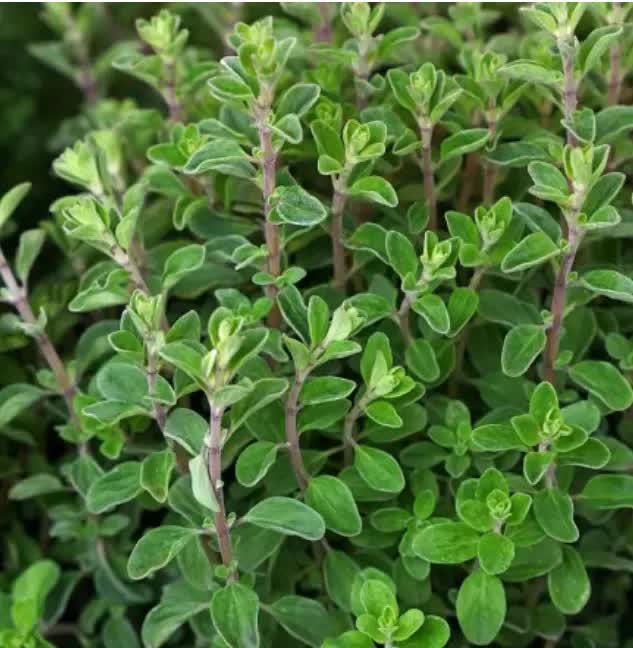 1000 Sweet Marjoram Herb Seeds - Seed World