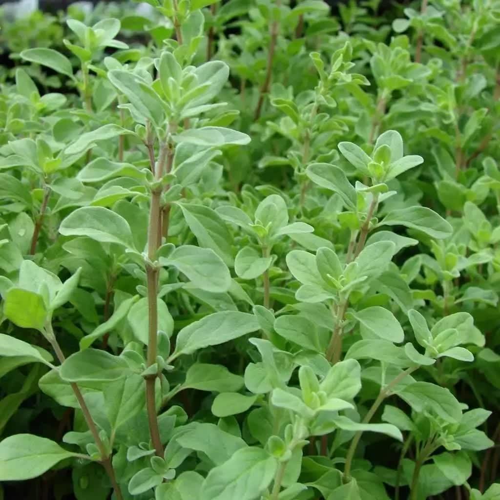 1000 Sweet Marjoram Herb Seeds - Seed World