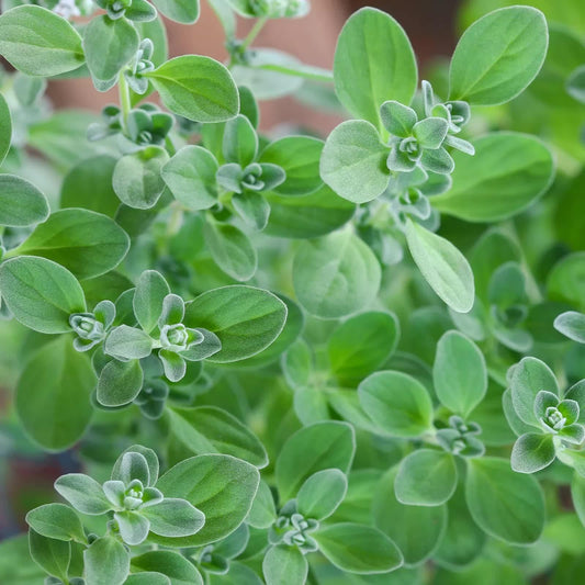 1000 Sweet Marjoram Herb Seeds - Seed World