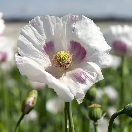 White poppy flower with purple spots in a field
