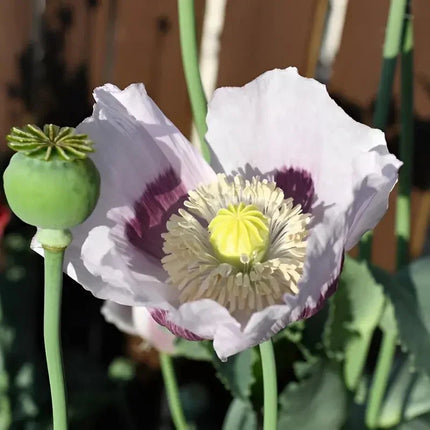White poppy flower with purple center and green pod in a garden setting