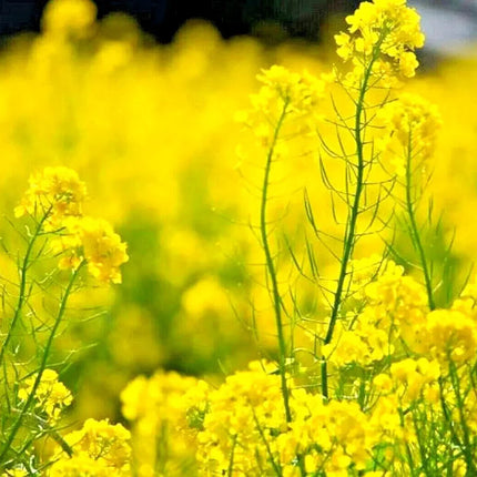 1000 Yellow Mustard - Brassica Alba Seeds - Seed World