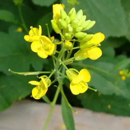 1000 Yellow Mustard - Brassica Alba Seeds - Seed World