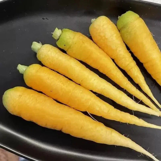 1000 Yellowstone Carrot Seeds - Seed World