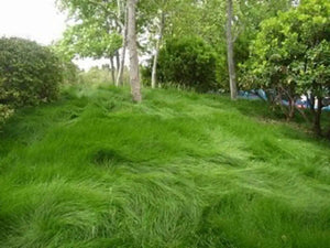 1000 Creeping Red Fescue Seeds