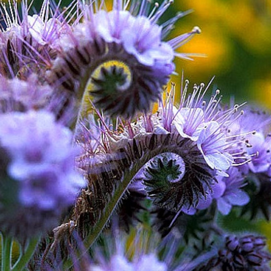 Purple Tansy