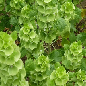 100 Bells of Ireland Seeds