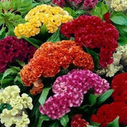 100 Celosia Cristata Mixed Seeds