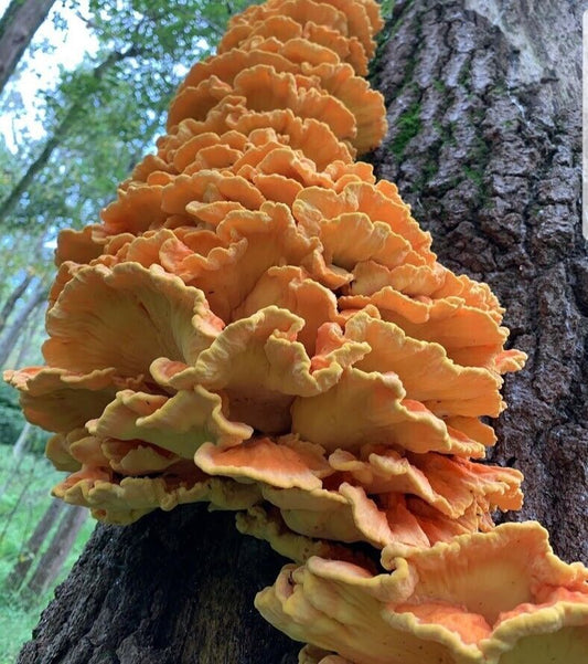 Chicken of the Woods Mushroom Plugs - Seed World