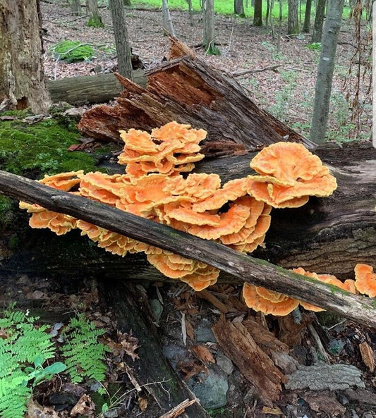 Organic Chicken of the Woods Mushroom Plugs - Seed World
