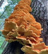 Chicken of the Woods Mushroom Plugs - Seed World