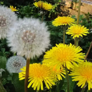 100 Dandelion Seeds