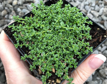 100 Green Carpet - Rupturewort Seeds