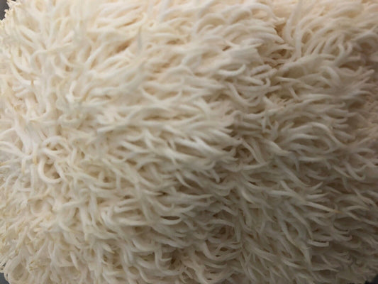 Lion's Mane Mushroom Plug Spawn1 - Seed World